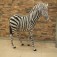 Afrika Zebra Heykeli