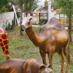 Camel Statues